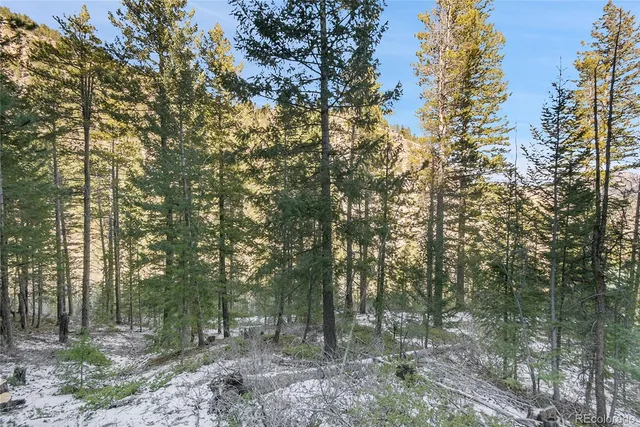 a view of a forest with trees in the background
