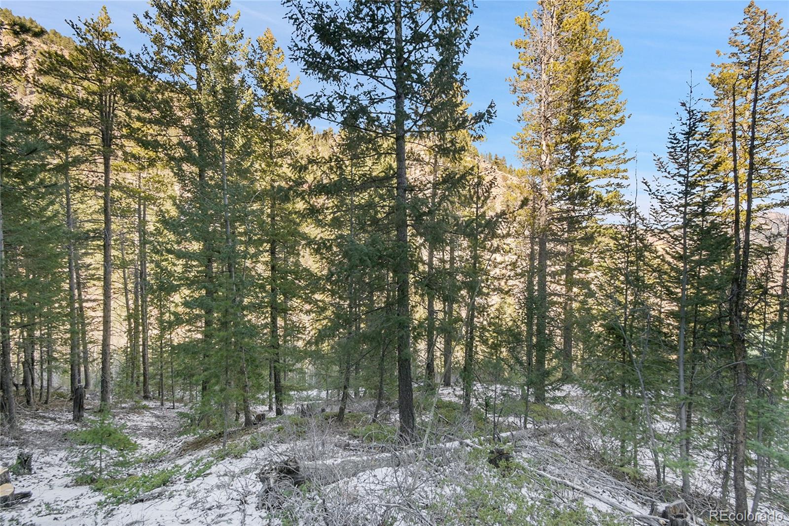 Clear Creek Rd Road Evergreen, CO 80439 - Photo 14 of 33 a view of a forest with trees in the background