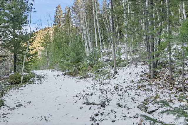 a view of a forest with trees