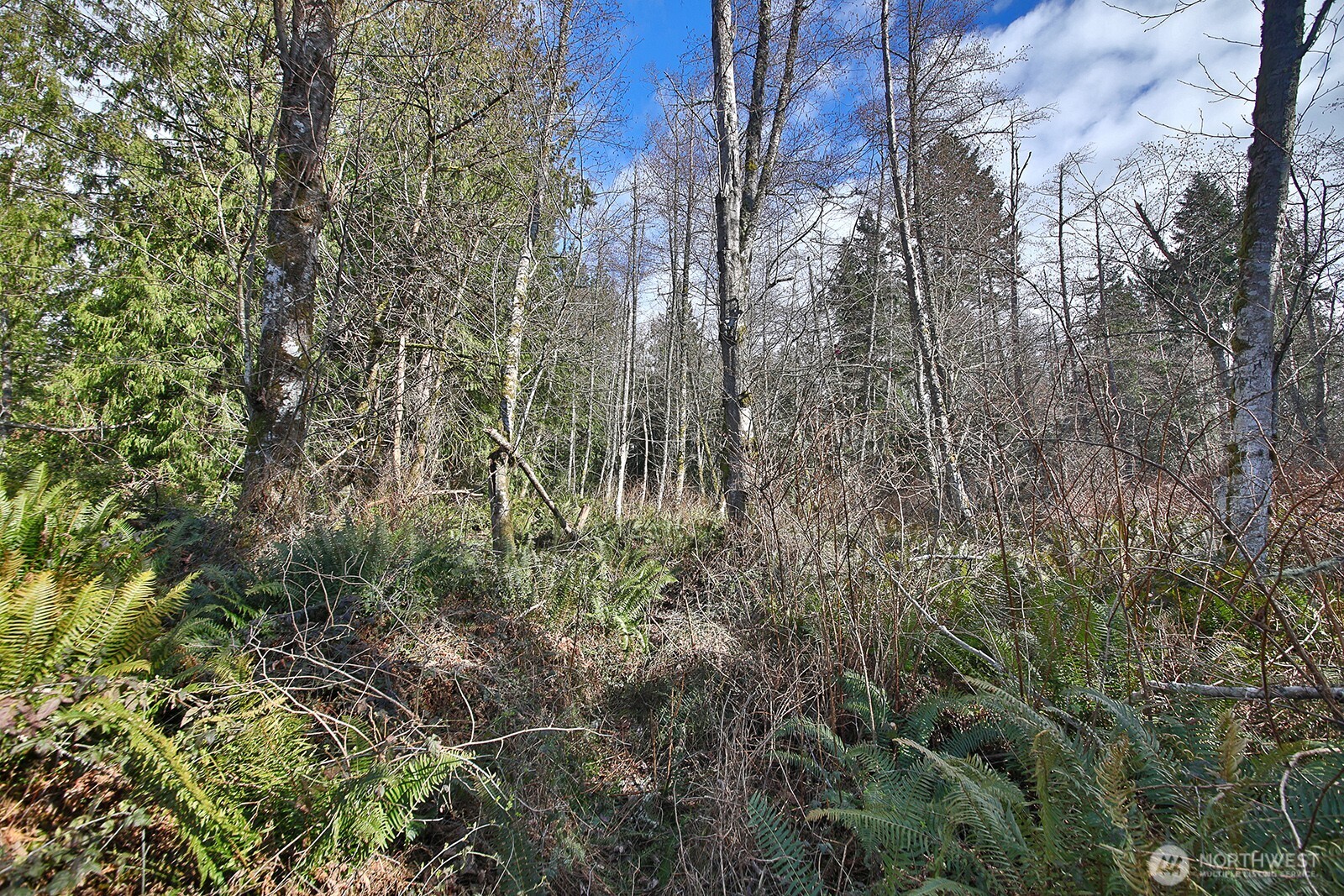 -xxx Xxx Scatchet Head Road Clinton, WA 98236 - Photo 6 of 34 a view of a forest with a tree