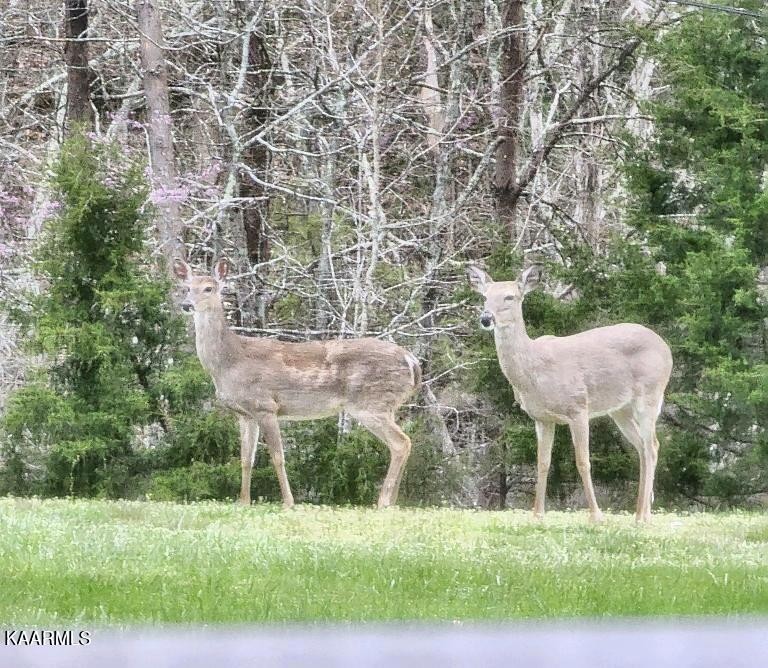 2520 Audley Moore Road Sevierville, TN 37876 - Photo 58 of 59 Gallery Image 58