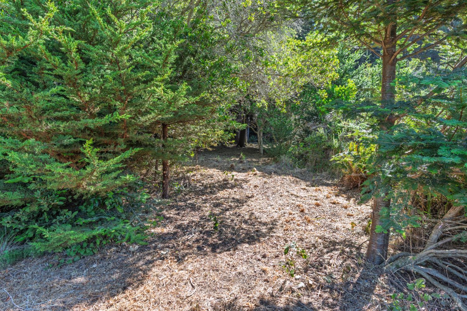 332 Antler The Sea Ranch, CA 95497 - Photo 1 of 26 a view of a forest with trees in the background
