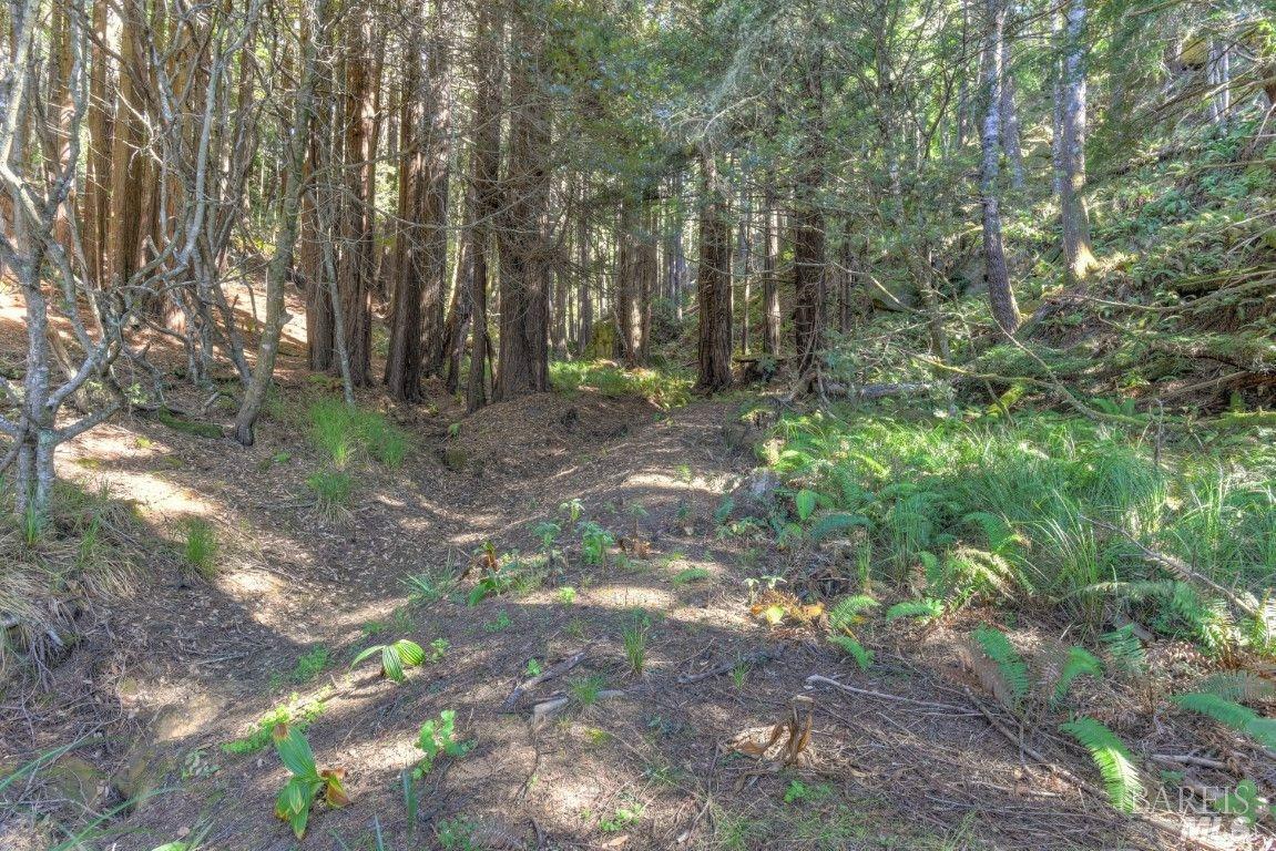 332 Antler The Sea Ranch, CA 95497 - Photo 11 of 26 a view of forest