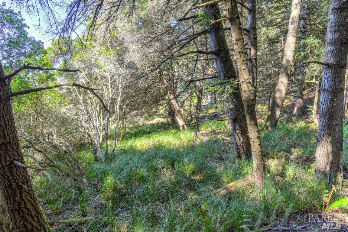 332 Antler The Sea Ranch, CA 95497 - Photo 12 of 26 a backyard of a house with lots of green space