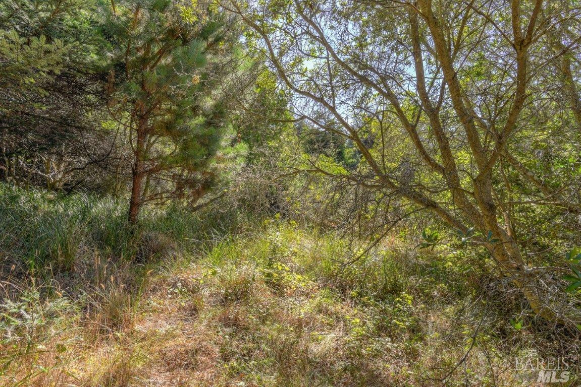 332 Antler The Sea Ranch, CA 95497 - Photo 14 of 26 a view of a yard with large trees