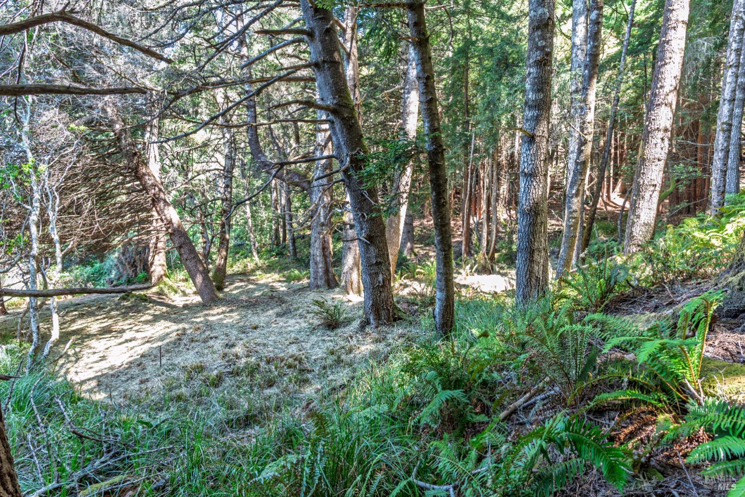 332 Antler The Sea Ranch, CA 95497 - Photo 2 of 26 a view of a forest with trees