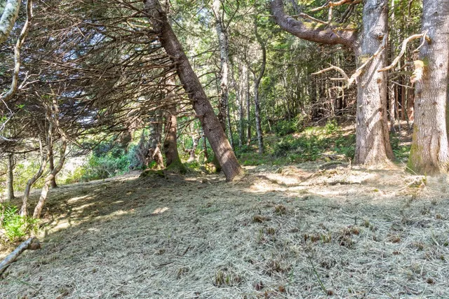 a view of a yard with a tree