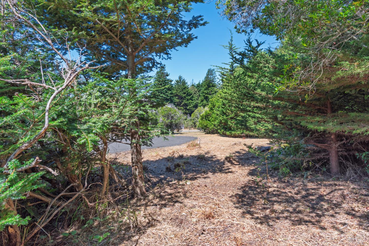 332 Antler The Sea Ranch, CA 95497 - Photo 4 of 26 a view of tree