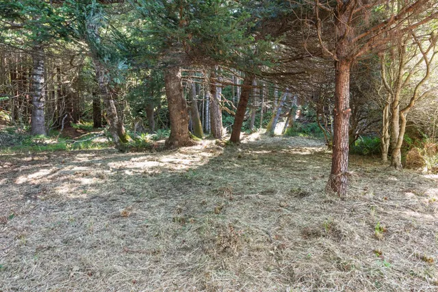 a view of a yard with a tree
