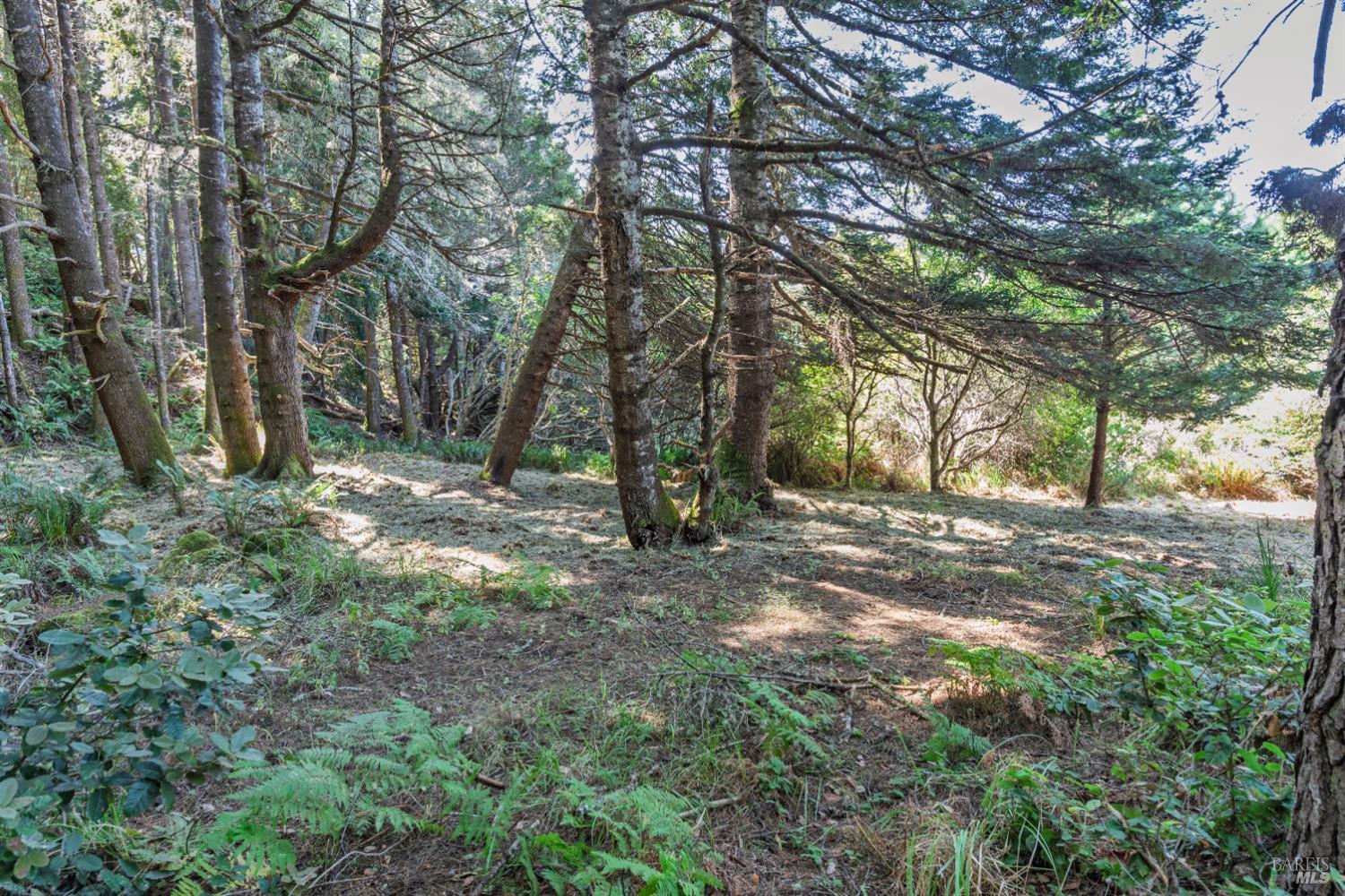 332 Antler The Sea Ranch, CA 95497 - Photo 7 of 26 a view of outdoor space and trees