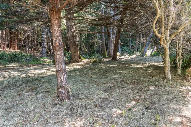 a view of a tree in the forest