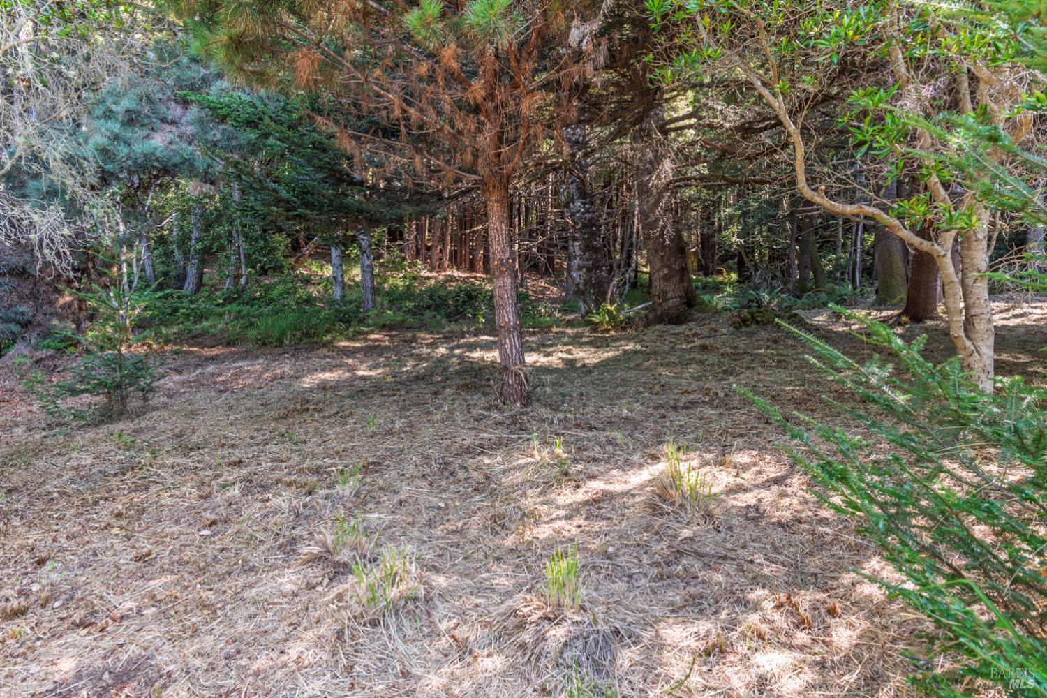 332 Antler The Sea Ranch, CA 95497 - Photo 9 of 26 a view of a forest with trees in the background