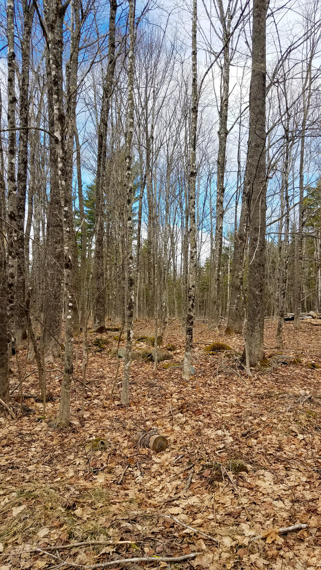 Lot 28 Charleston Road Dexter, ME 04930 - Photo 7 of 18 Lot 28 (13 of 15)