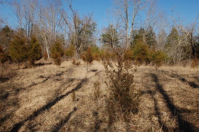 2040 Mandy Road Irvine, KY 40336 - Photo 17 of 39 Several clearings on the property!