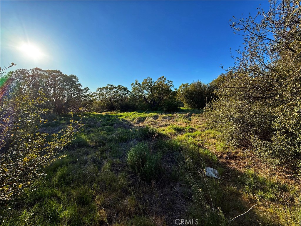 3 Chihuahua Valley Road Warner Springs, CA 92086 - Photo 11 of 19 a view of a field with a tree