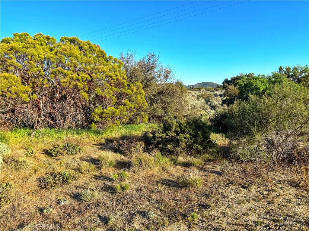 3 Chihuahua Valley Road Warner Springs, CA 92086 - Photo 12 of 19 a view of a bunch of trees and bushes