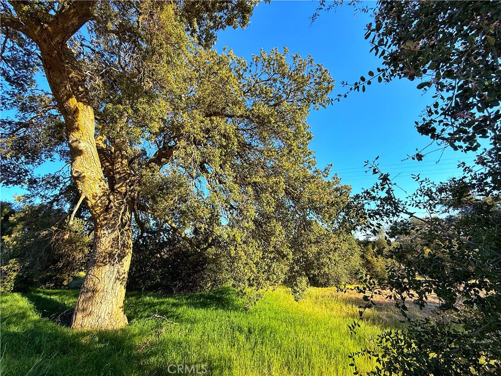 3 Chihuahua Valley Road Warner Springs, CA 92086 - Photo 15 of 19 a view of a tree