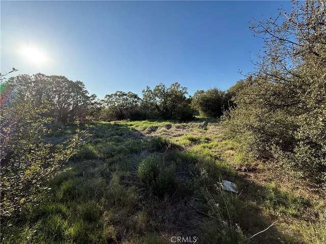 a view of a field with a tree