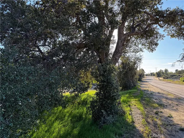 a view of a yard with plants and large trees