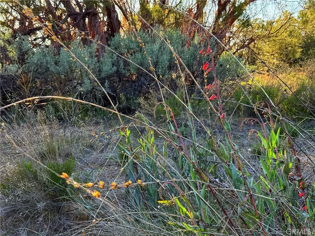 a view of a field with a tree