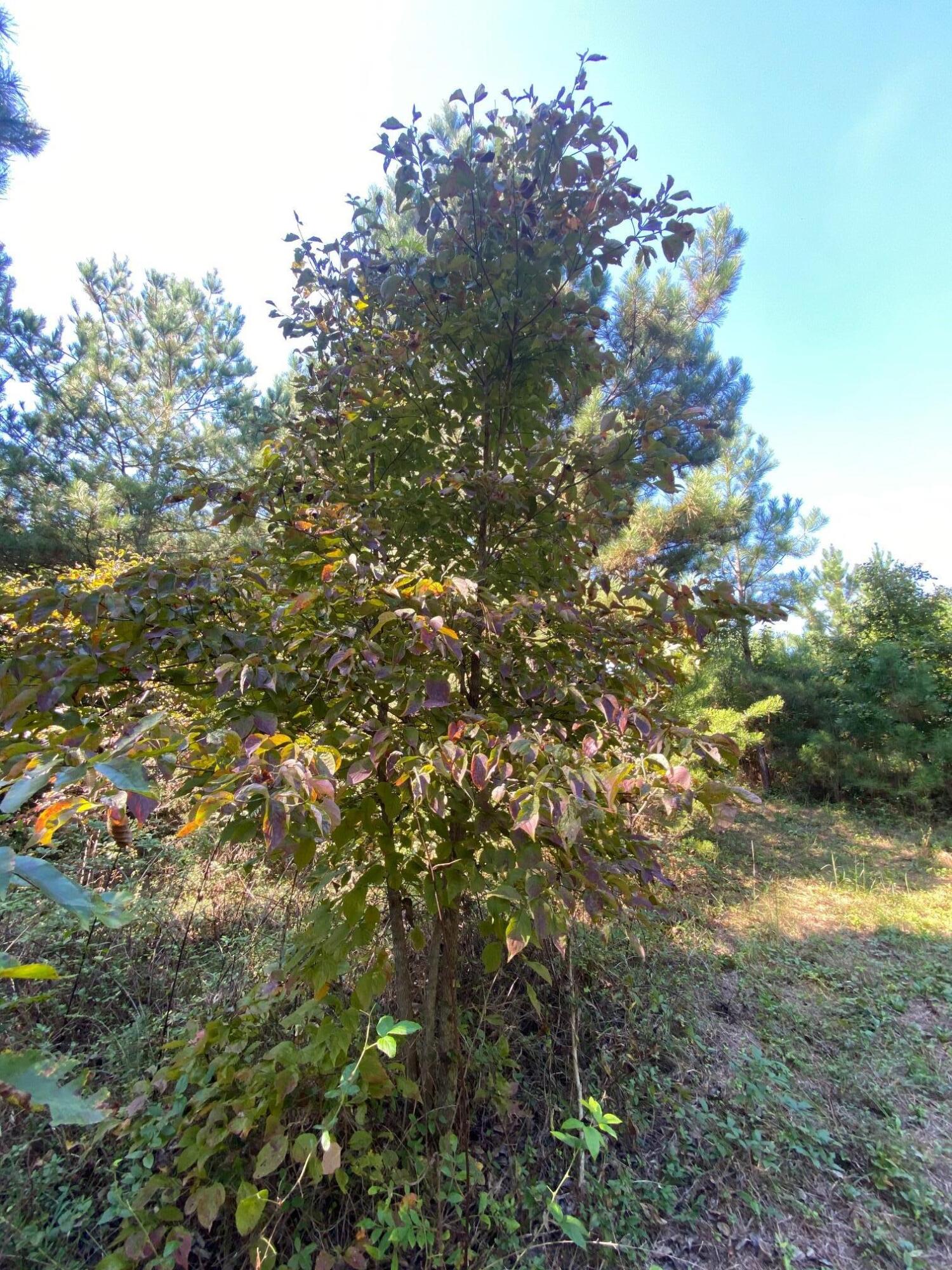 6 Athens Road, Unit 6 Delano, TN 37325 - Photo 15 of 16 IMG_7795 - Copy
