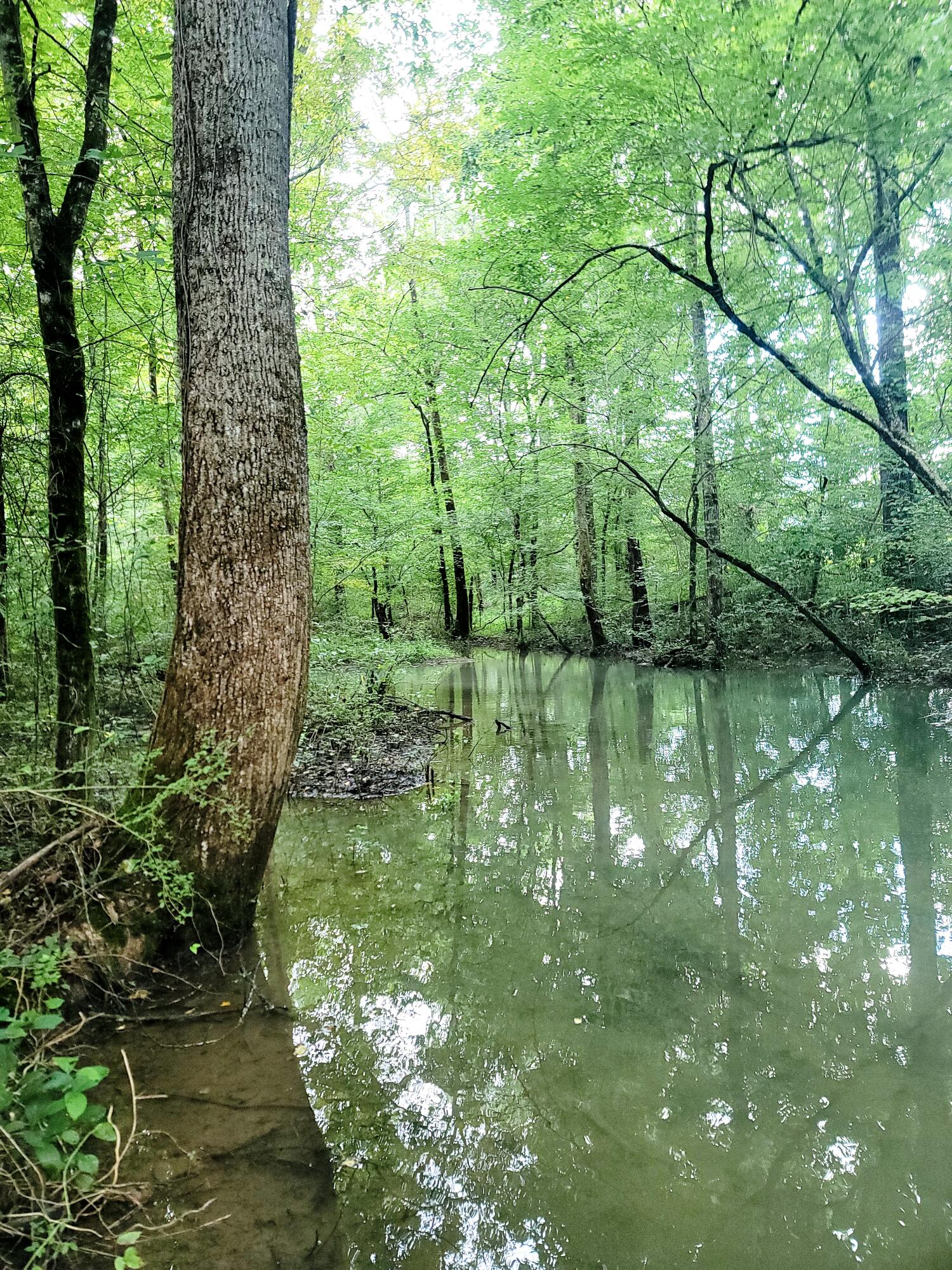 612-43 Stone Cave Loop Dunlap, TN 37327 - Photo 41 of 66 20220811_170800_01