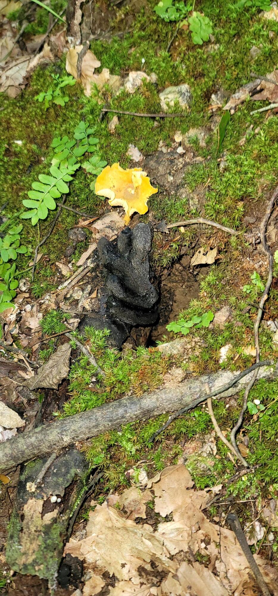 612-43 Stone Cave Loop Dunlap, TN 37327 - Photo 43 of 66 20220814_144228