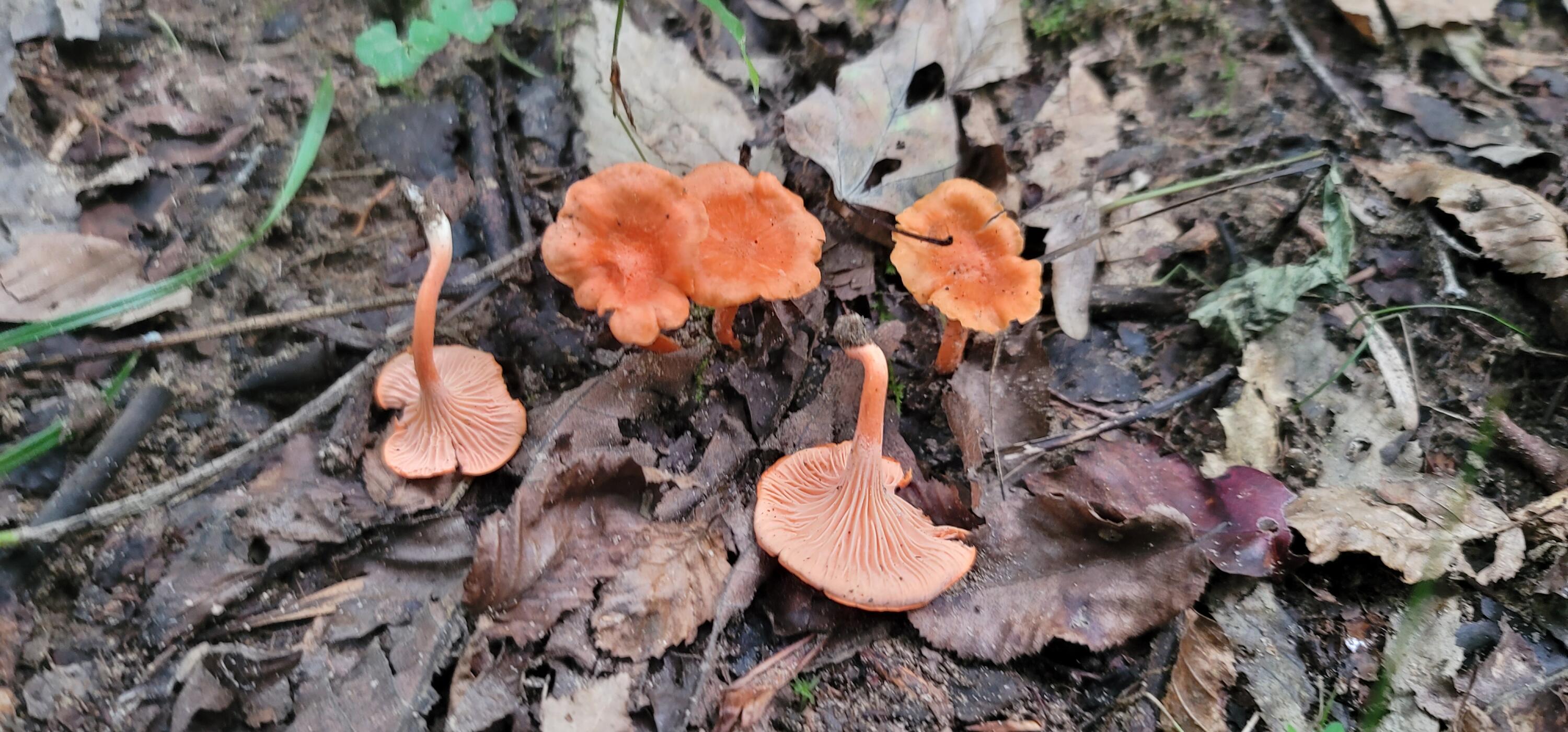 612-43 Stone Cave Loop Dunlap, TN 37327 - Photo 48 of 66 20220828_142032