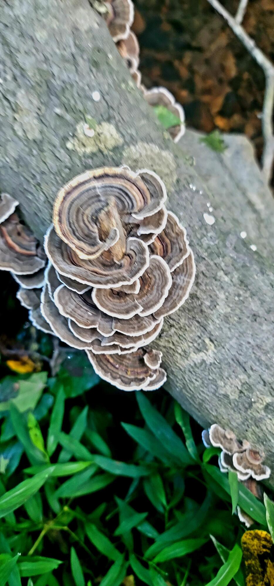 612-43 Stone Cave Loop Dunlap, TN 37327 - Photo 49 of 66 20220828_172823