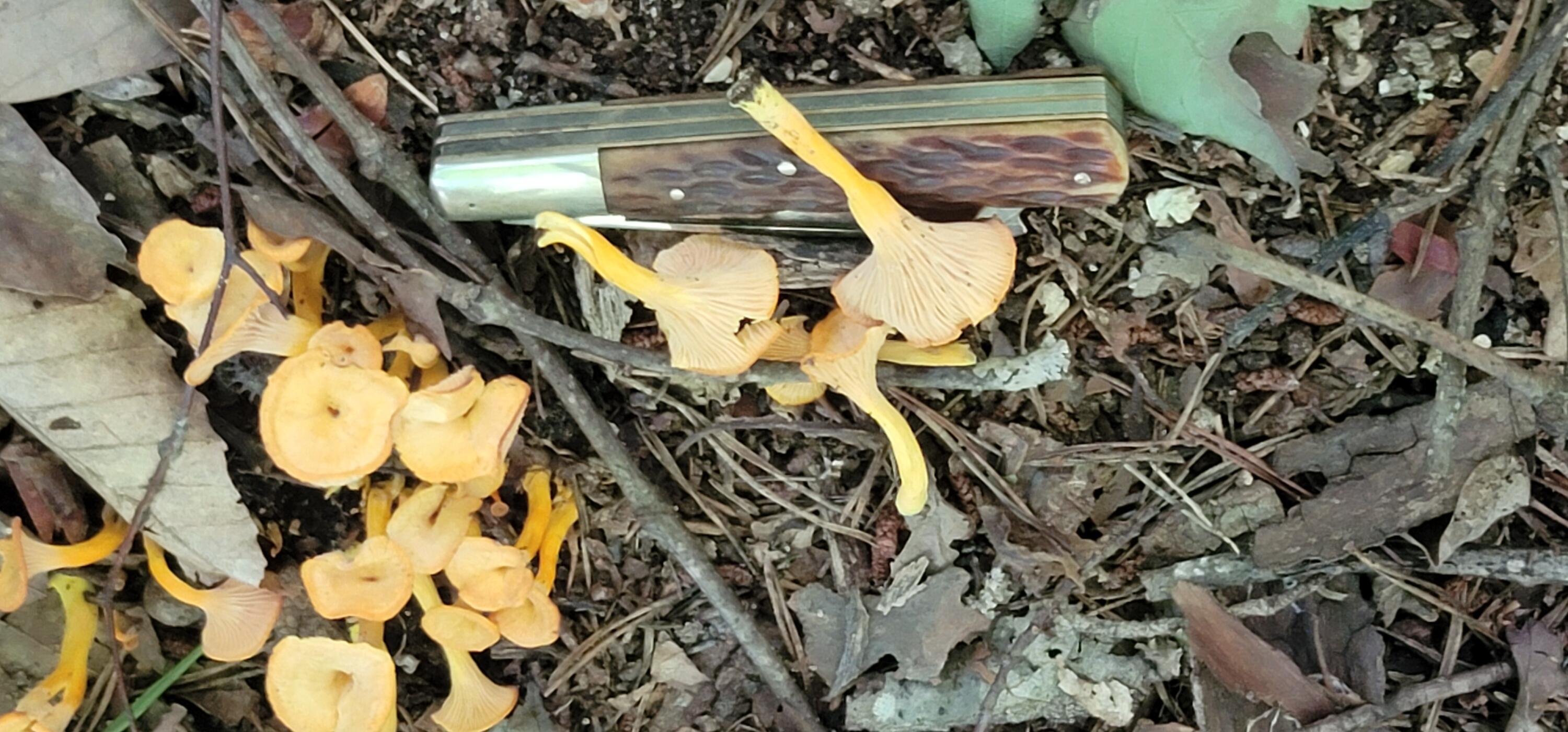 612-43 Stone Cave Loop Dunlap, TN 37327 - Photo 53 of 66 20220814_151434