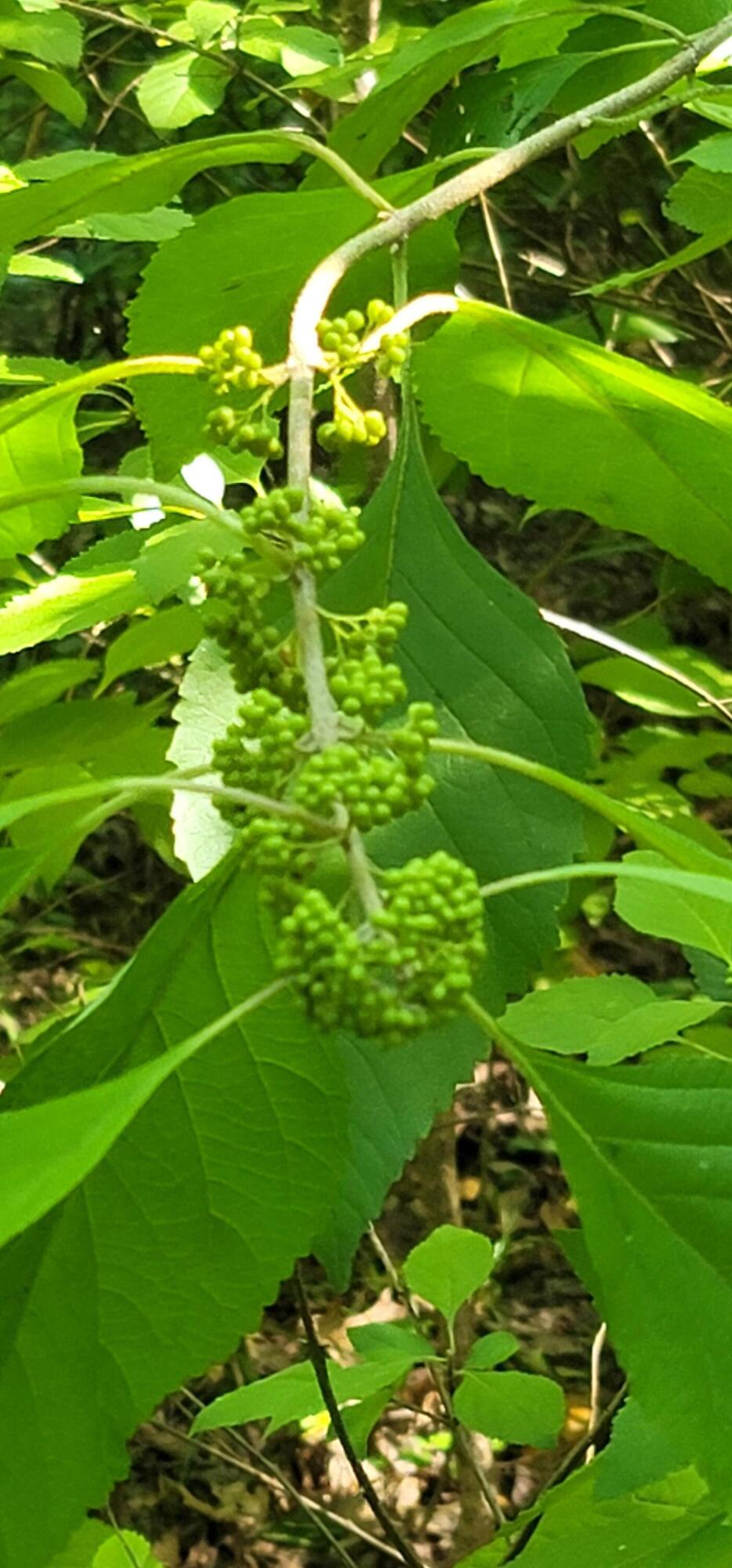 612-43 Stone Cave Loop Dunlap, TN 37327 - Photo 54 of 66 20220814_153748