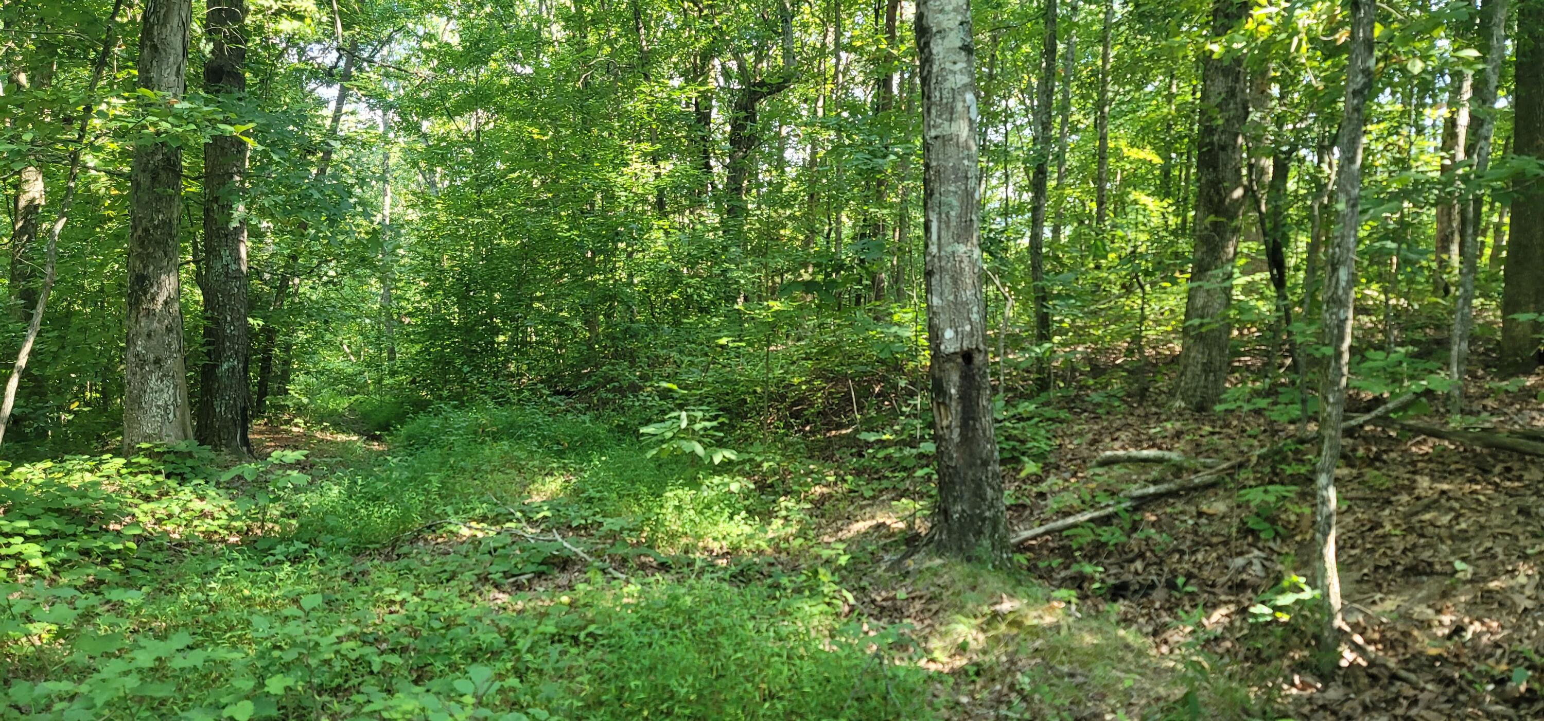 612-43 Stone Cave Loop Dunlap, TN 37327 - Photo 55 of 66 20220814_154859