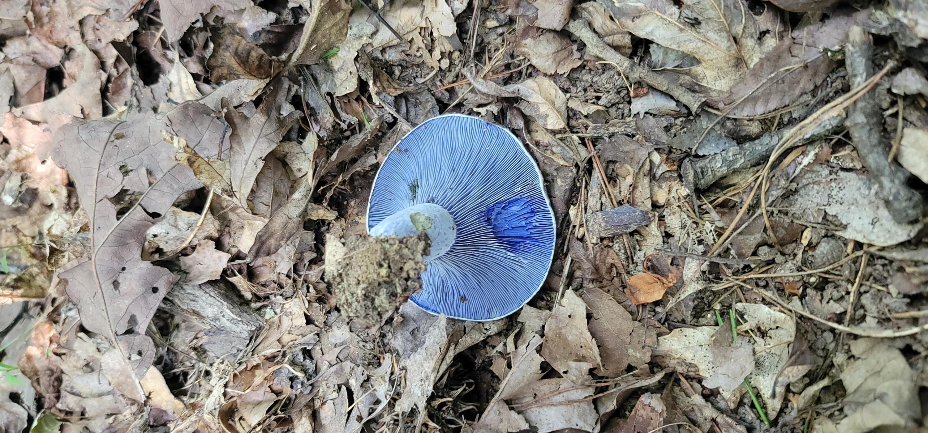 612-43 Stone Cave Loop Dunlap, TN 37327 - Photo 57 of 66 20220814_155257