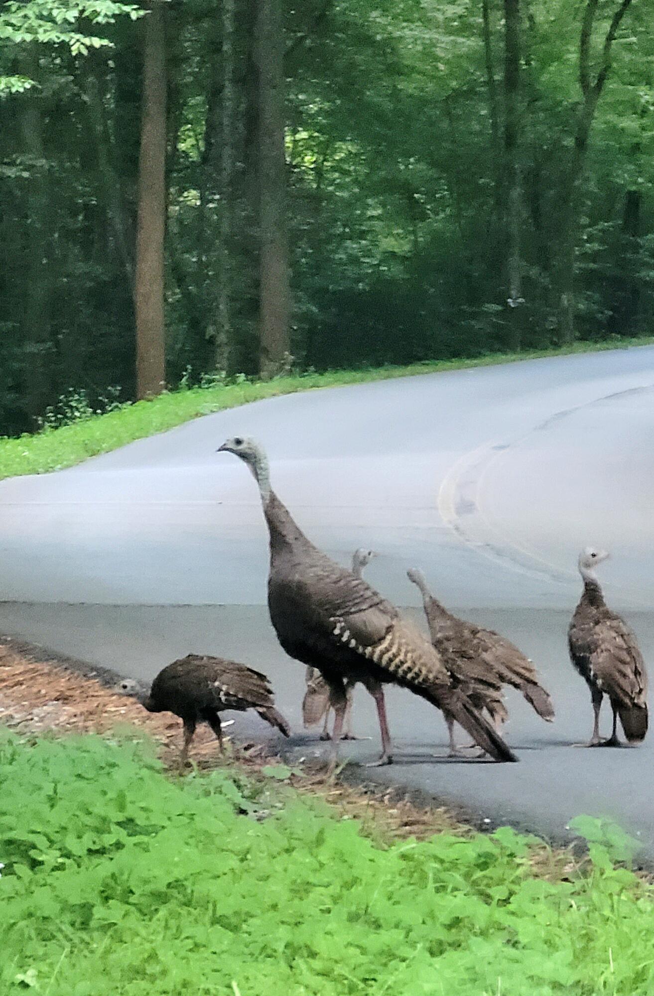 612-43 Stone Cave Loop Dunlap, TN 37327 - Photo 59 of 66 20220814_184348