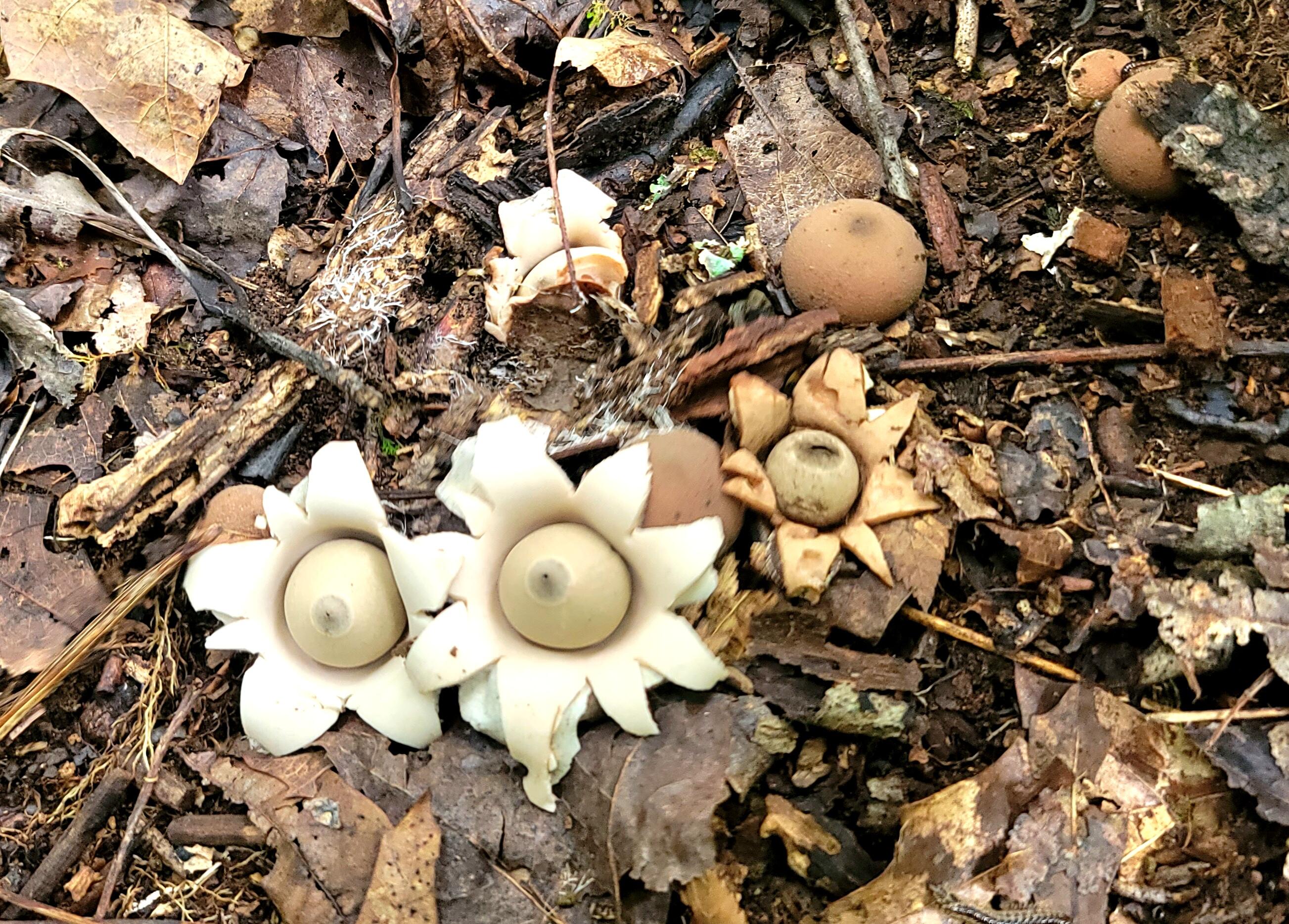 612-43 Stone Cave Loop Dunlap, TN 37327 - Photo 60 of 66 20220821_161608