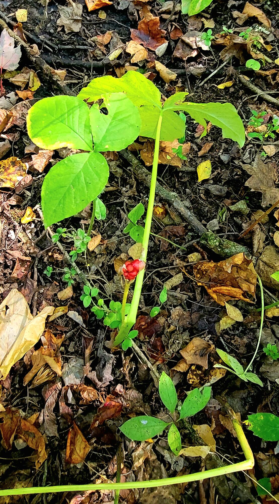 612-43 Stone Cave Loop Dunlap, TN 37327 - Photo 61 of 66 20221005_133951