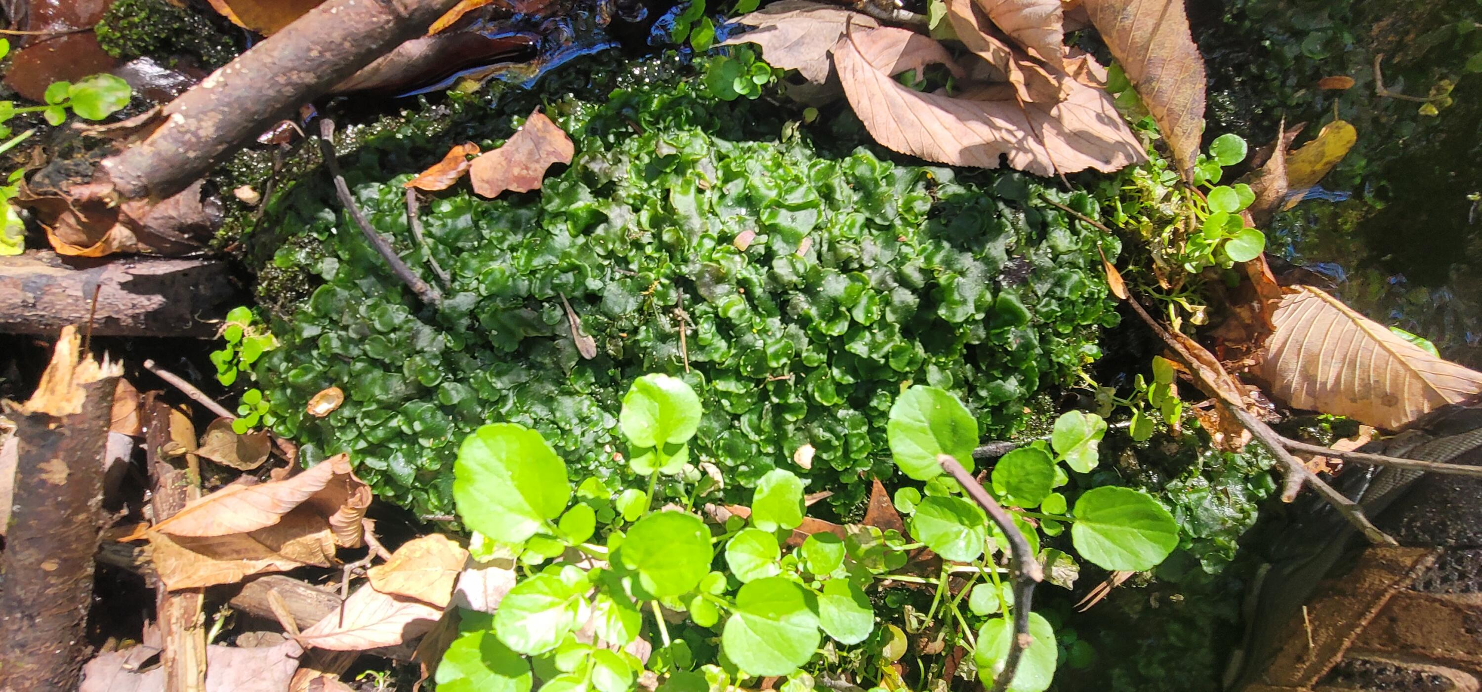 612-43 Stone Cave Loop Dunlap, TN 37327 - Photo 63 of 66 20221005_141907