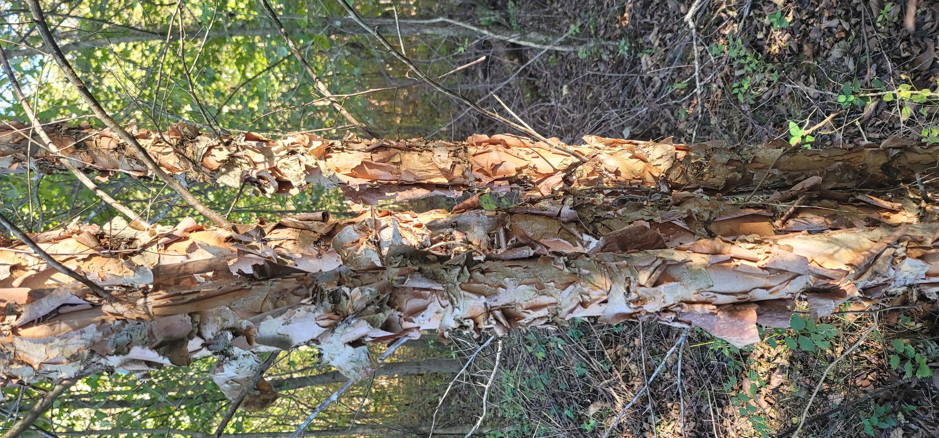 612-43 Stone Cave Loop Dunlap, TN 37327 - Photo 65 of 66 20221005_151424