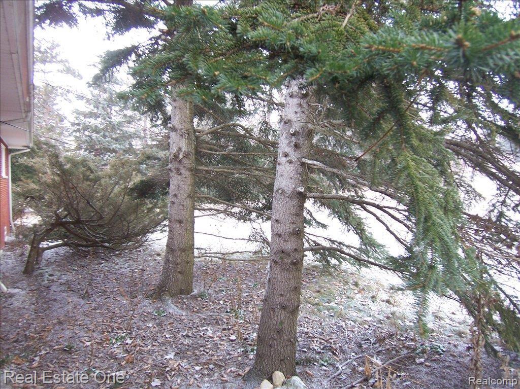 2630 West Tienken Road Rochester, MI 48306 - Photo 7 of 18 Trees & More Trees!