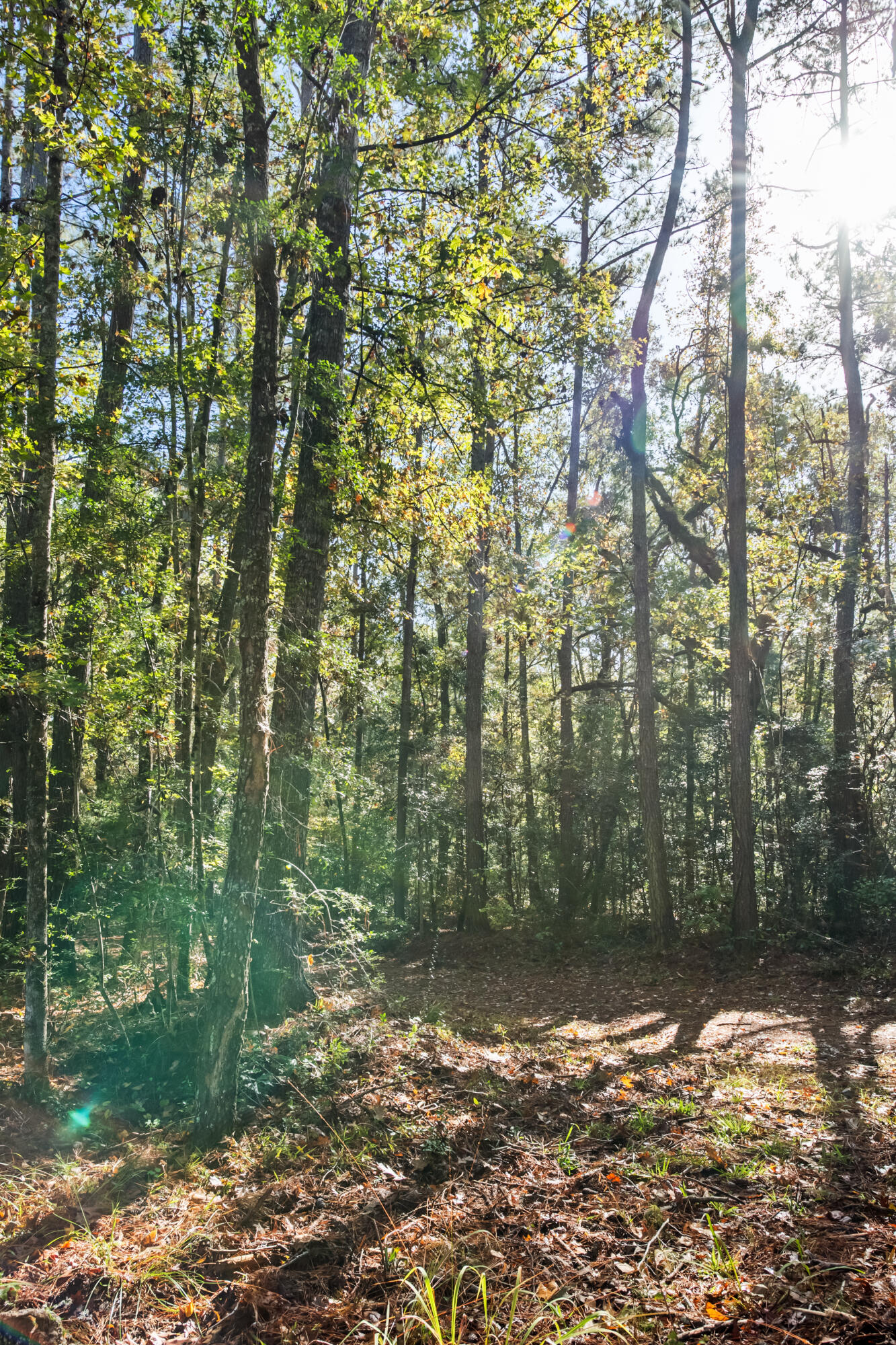 527-acres Spring Grove Road Adams Run, SC 29426 - Photo 36 of 44 HFL_OSBORNE TRACT-22