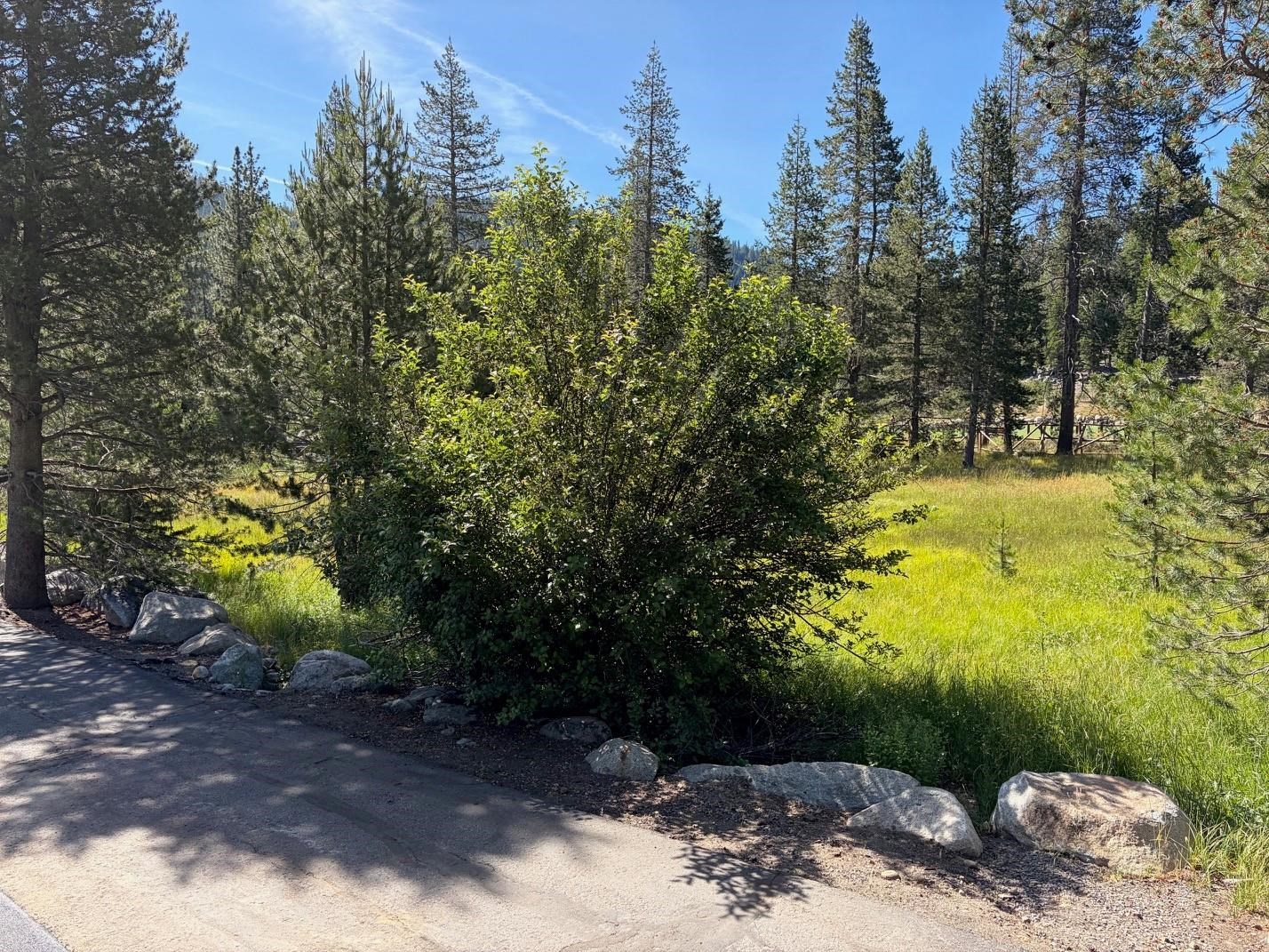 227 Olympic Vly Road, Unit 3 Olympic Valley, CA 96146 - Photo 5 of 5 a view of a yard with trees in the background
