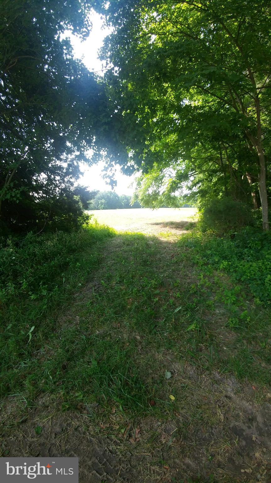 Miller Road Cordova, MD 21625 - Photo 4 of 5 View from Miller Rd