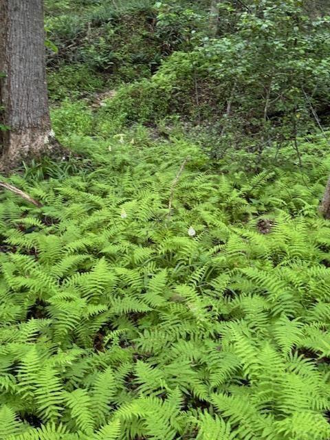 0 Gumlog Road Young Harris, GA 30582 - Photo 1 of 3 a view of a lush green forest