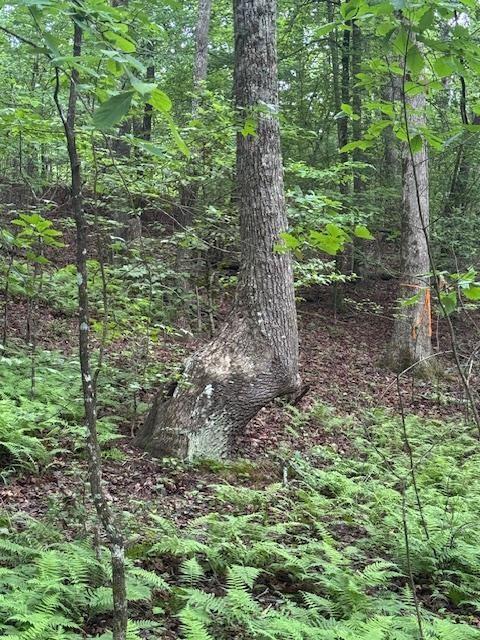 0 Gumlog Road Young Harris, GA 30582 - Photo 2 of 3 a view of a forest that has large trees