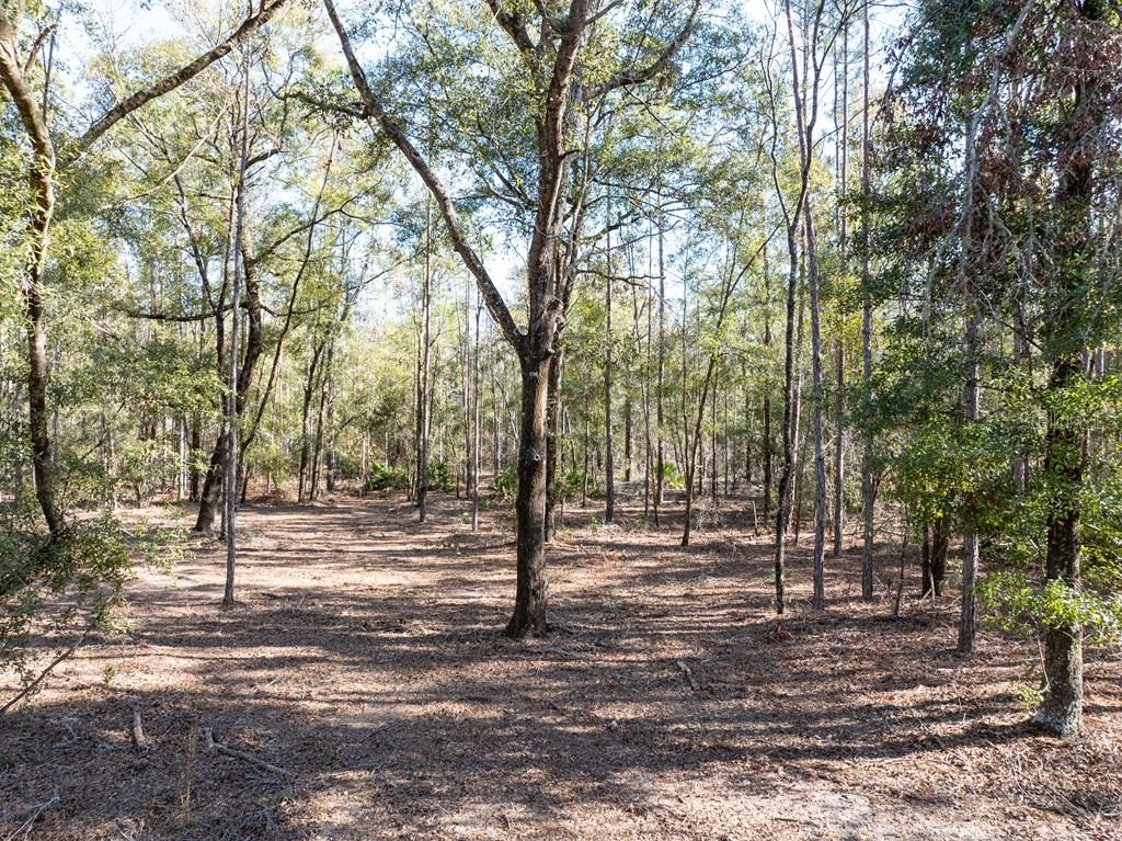 4700 County Road 340 Bell, FL 32619 - Photo 16 of 23 a view of road space with trees