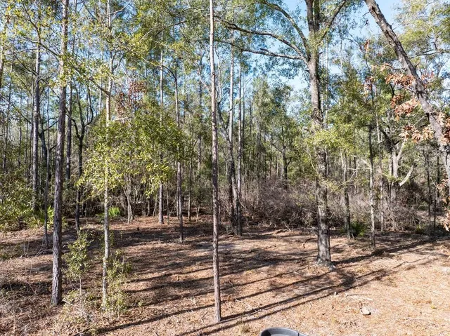 a view of a park with large trees
