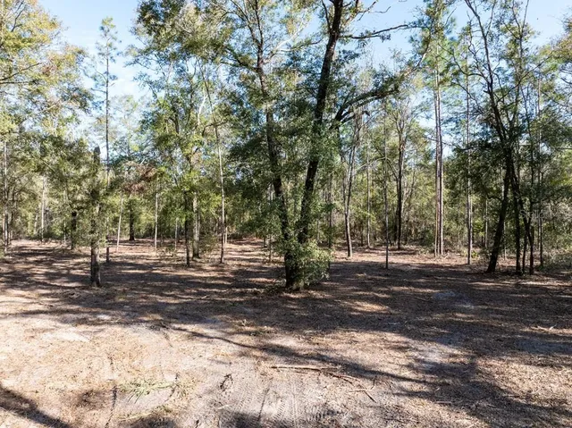 a view of a tree in the middle of a yard