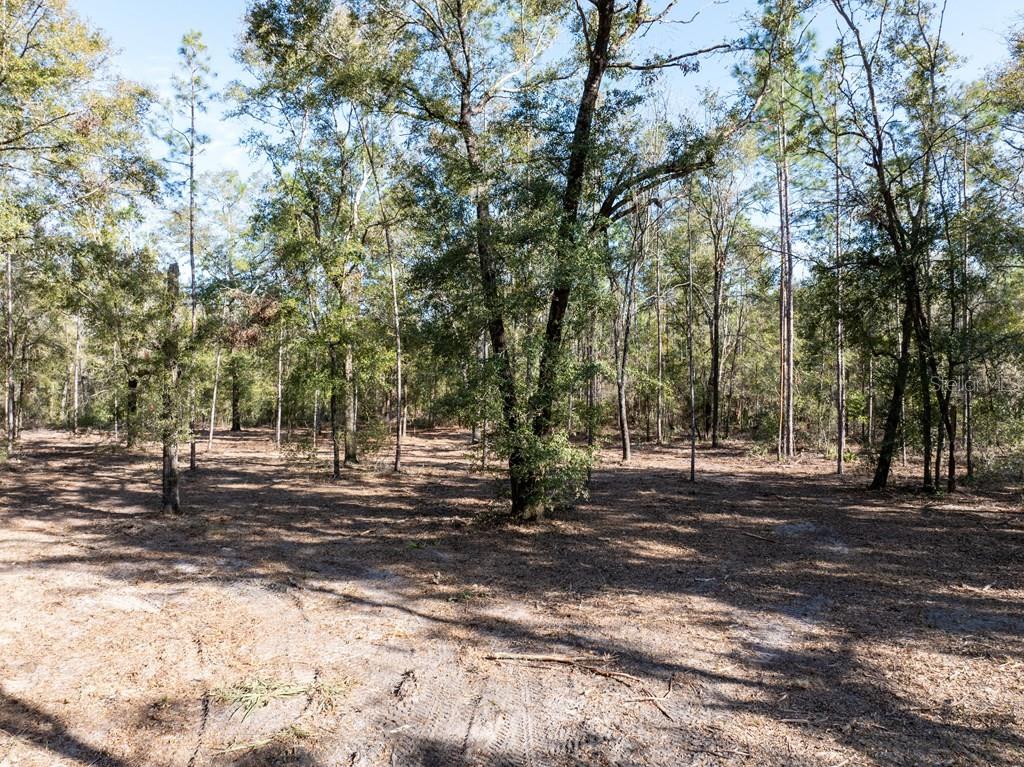 4700 County Road 340 Bell, FL 32619 - Photo 20 of 23 a view of a tree in the middle of a yard