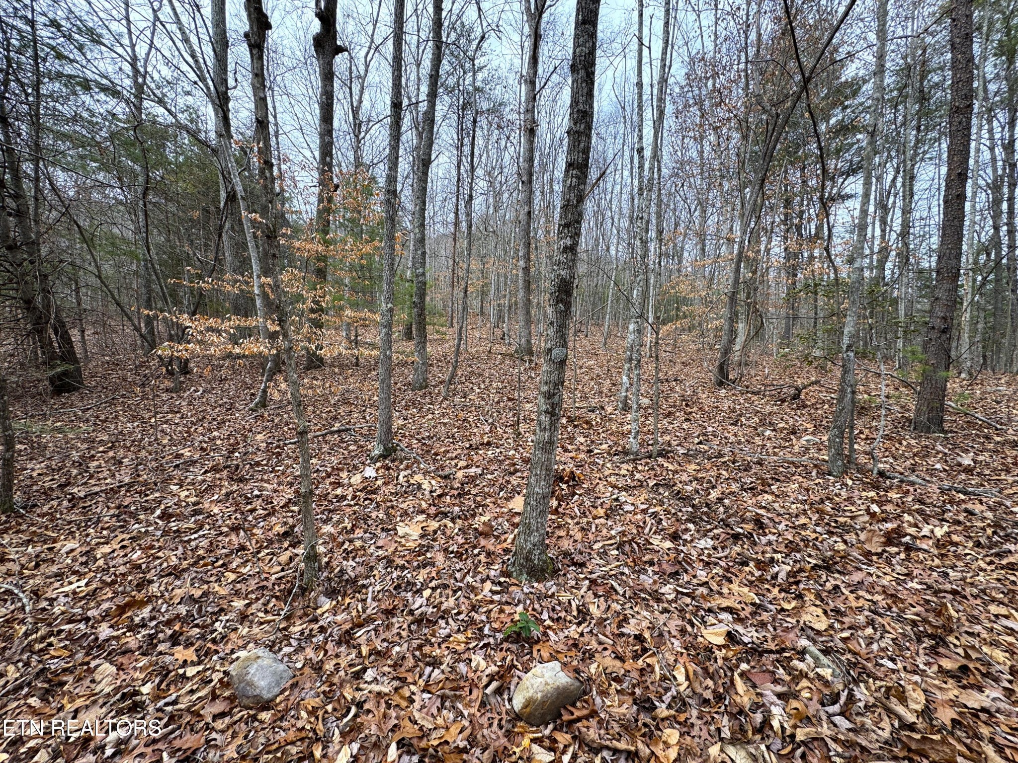 45 Zuni Way Del Rio, TN 37727 - Photo 4 of 9 a view of a yard with lots of trees