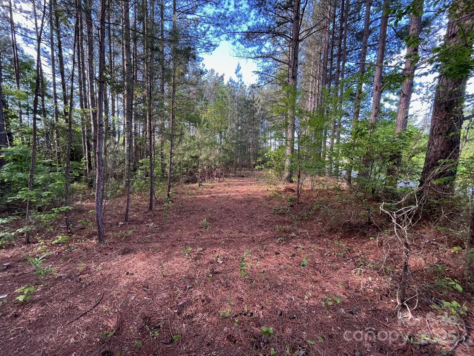 2923 Poors Ford Road Rutherfordton, NC 28139 - Photo 4 of 14 a view of a forest with trees
